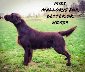 MISS MALLORYS FOR BETTER OR WORSE